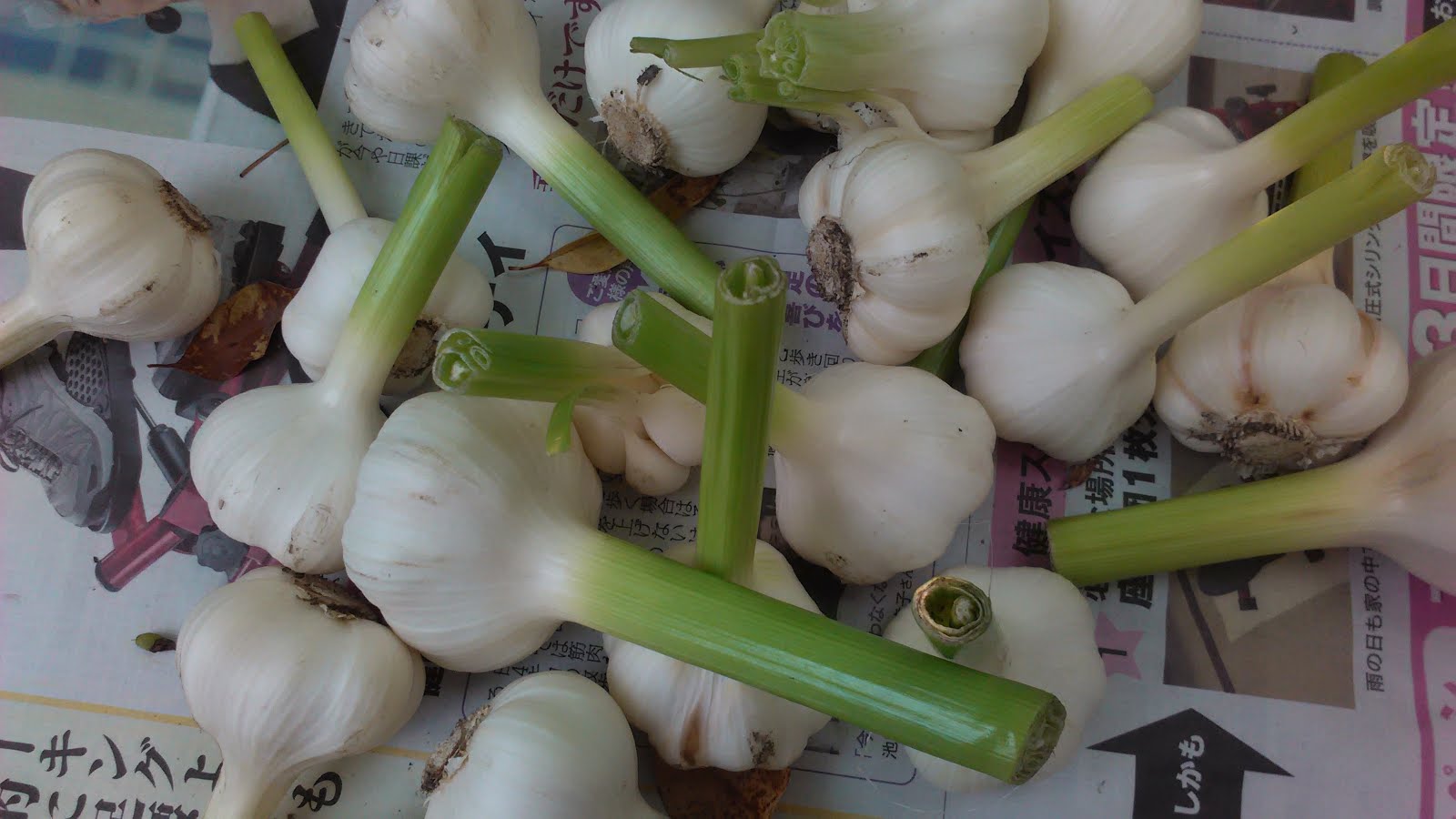 さをり織り工房 めぐみ塾 野菜やら さをりスカーフやら ミミズやら