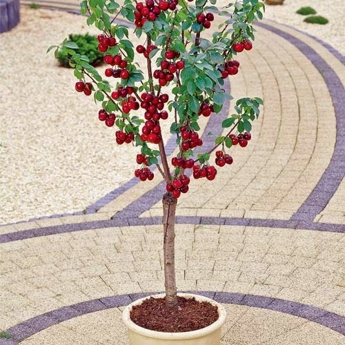 The best dwarf fruit trees to grow in pots #Fruit_Gardening - My