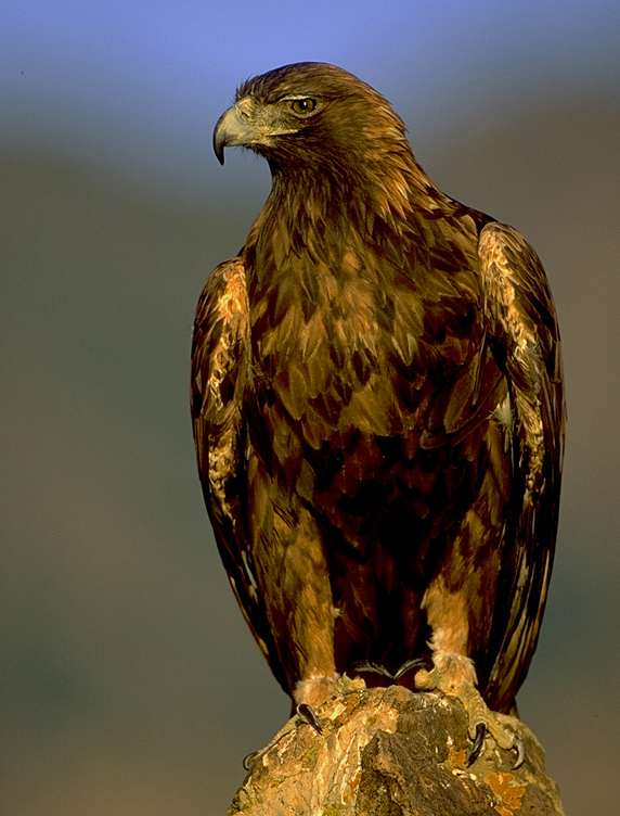 golden eagle bird. Golden Eagle Bird Populations