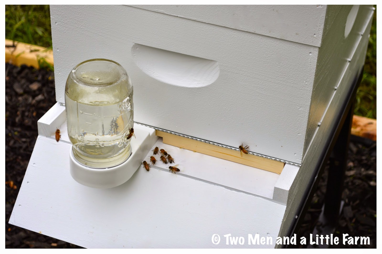 Two Men and a Little Farm HOW TO INSTALL PACKAGE BEES INTO A HIVE