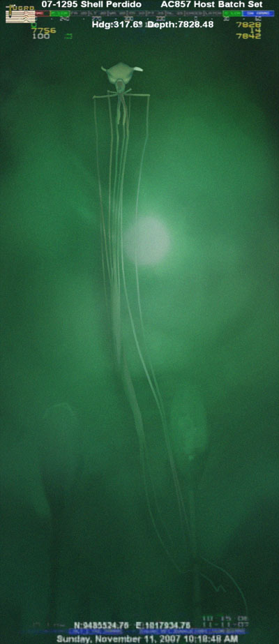 long_arm_squid_long_long_arm.jpg