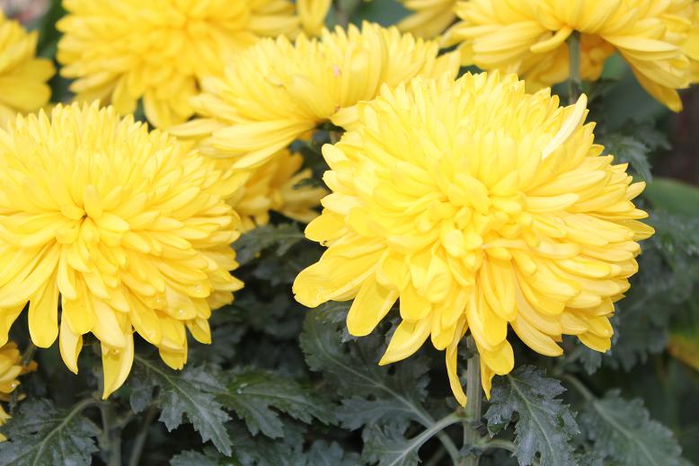 Cherry Berry 5 Chinese New Year Flowers and Their Meaning