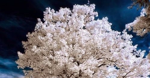 Awesome Tree ~ Most Awesome Pictures