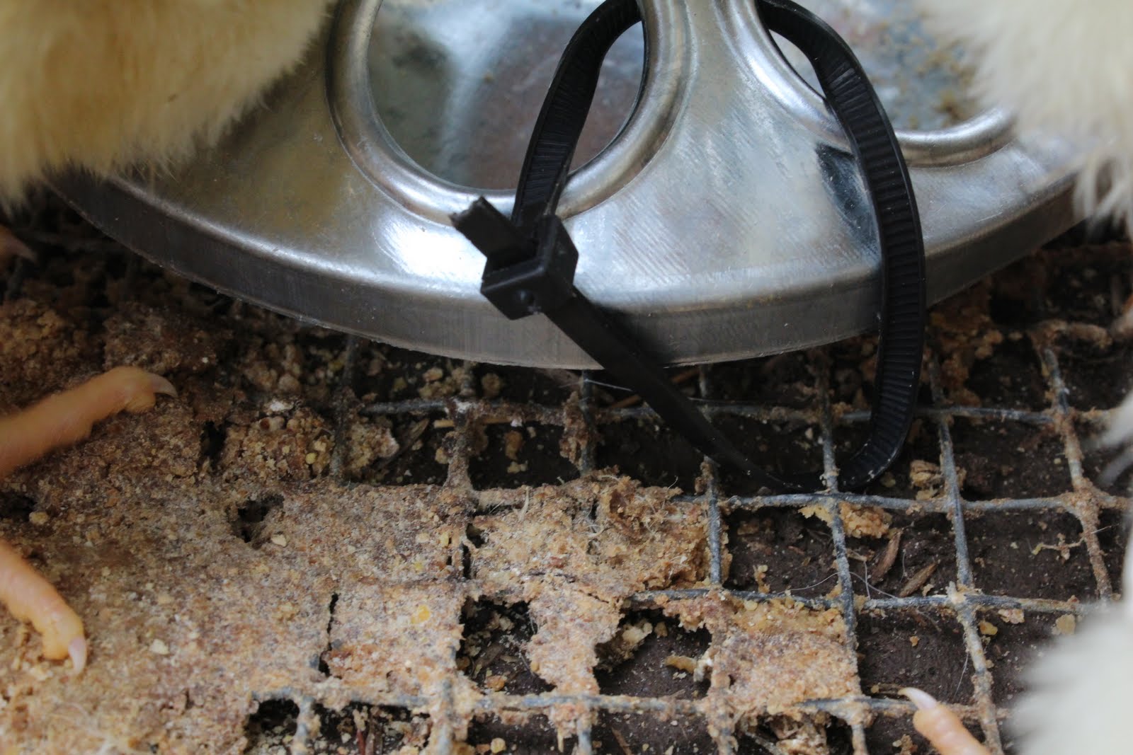 Homestead Roots Baby Chick Feeder DIY Super Easy Works Great!