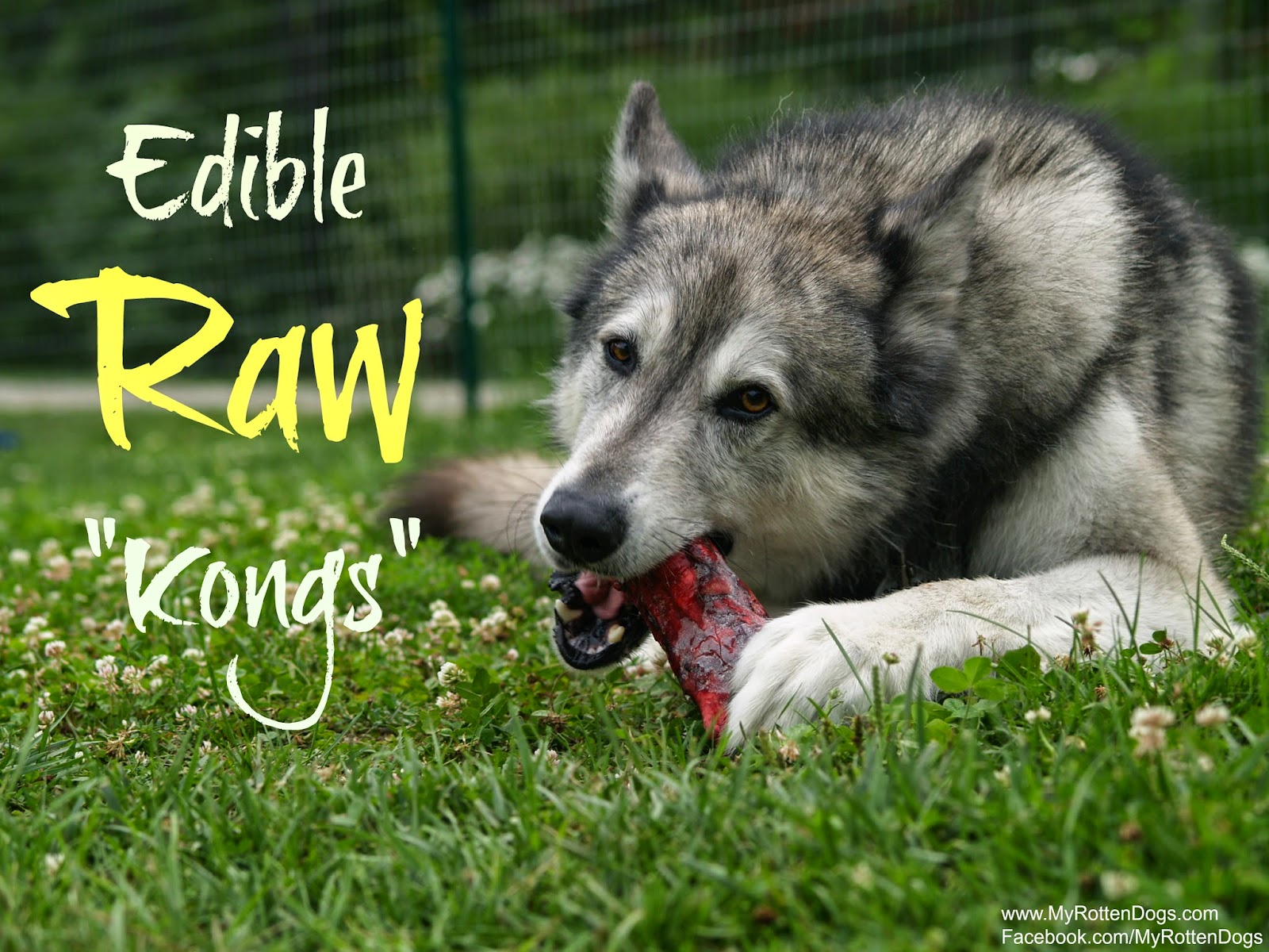 My Rotten Dogs Completely Edible Raw "Kongs"