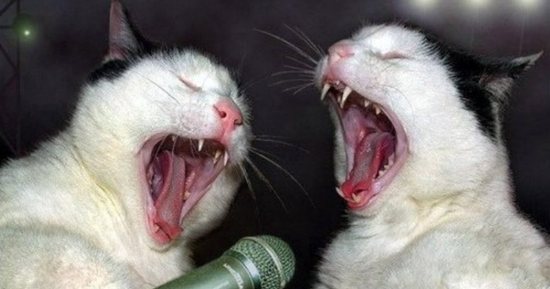 67 Not Out The Singing Cats