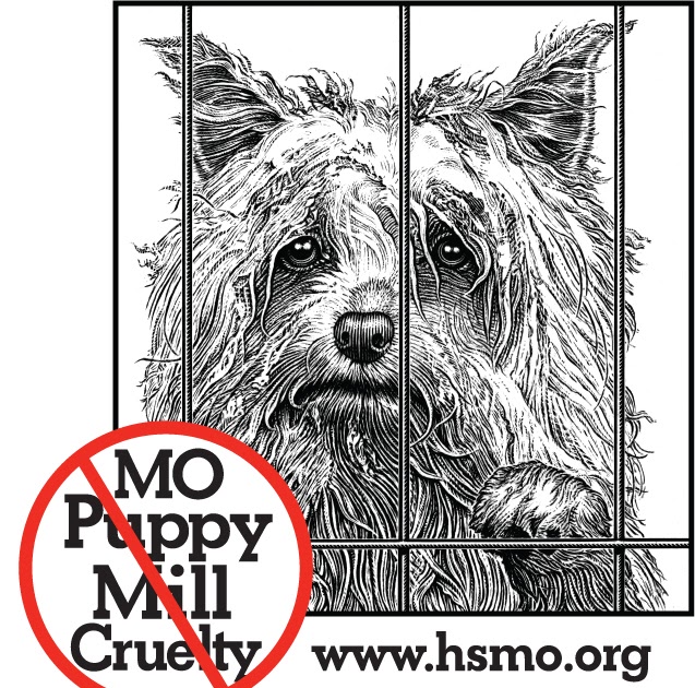 Talking Dogs at For Love of a Dog Missouri Puppy Mills New Law Shuts