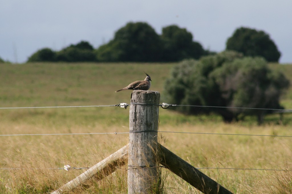 Birds and Wildlife of Saint Helena Island, Queensland, 04/05/12