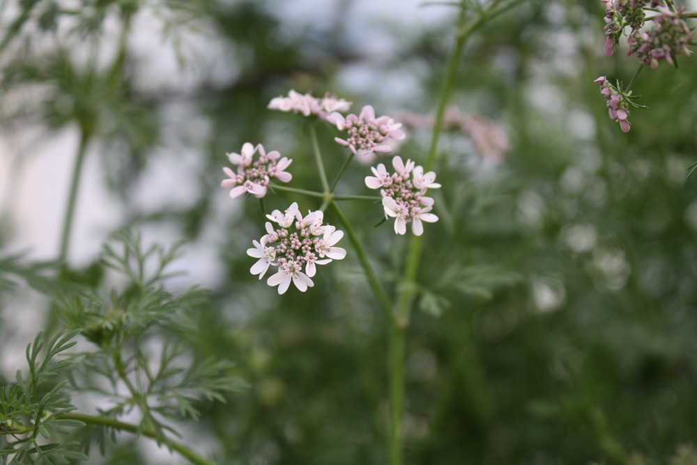 The Edible Garden April in the Garden