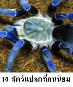 10 อันดับสัตว์แปลกที่คนไทยนิยมเลี้ยงมากที่สุด แมงมุม