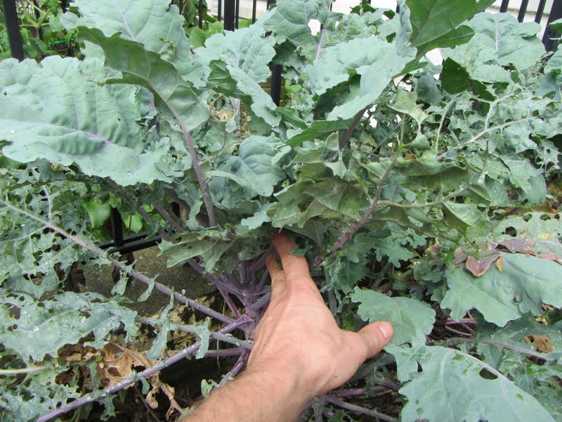 The Rusted Vegetable Garden