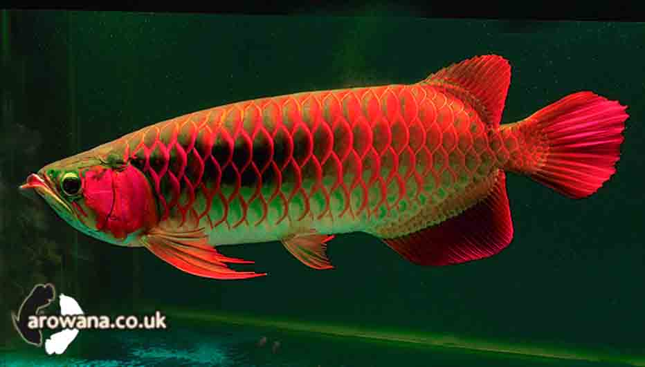 ARWANA AROWANA: Sekilas Arwana
