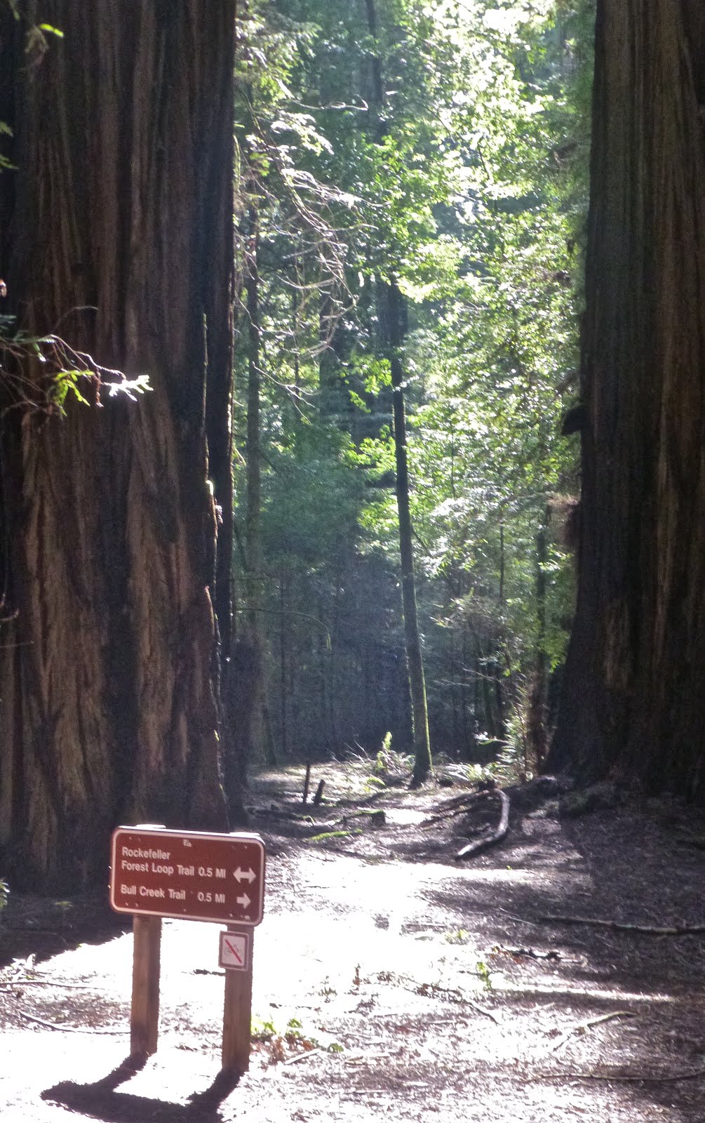 The Avenue of the Giants