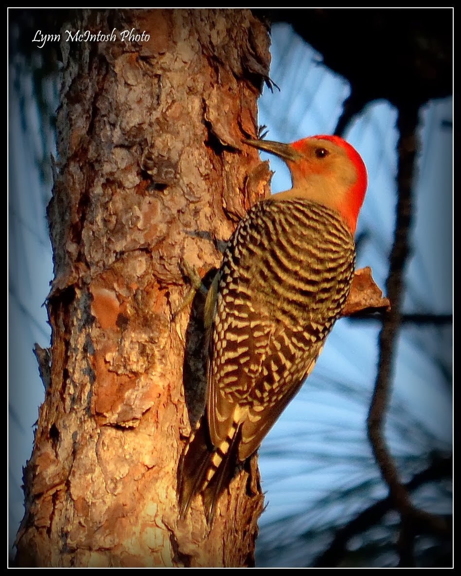 Red Bellied Woodpecker