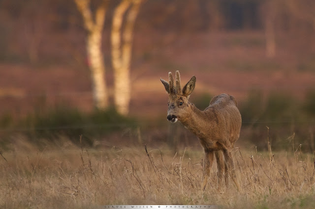 Ree - Roe Deer - Capreolus capreolus