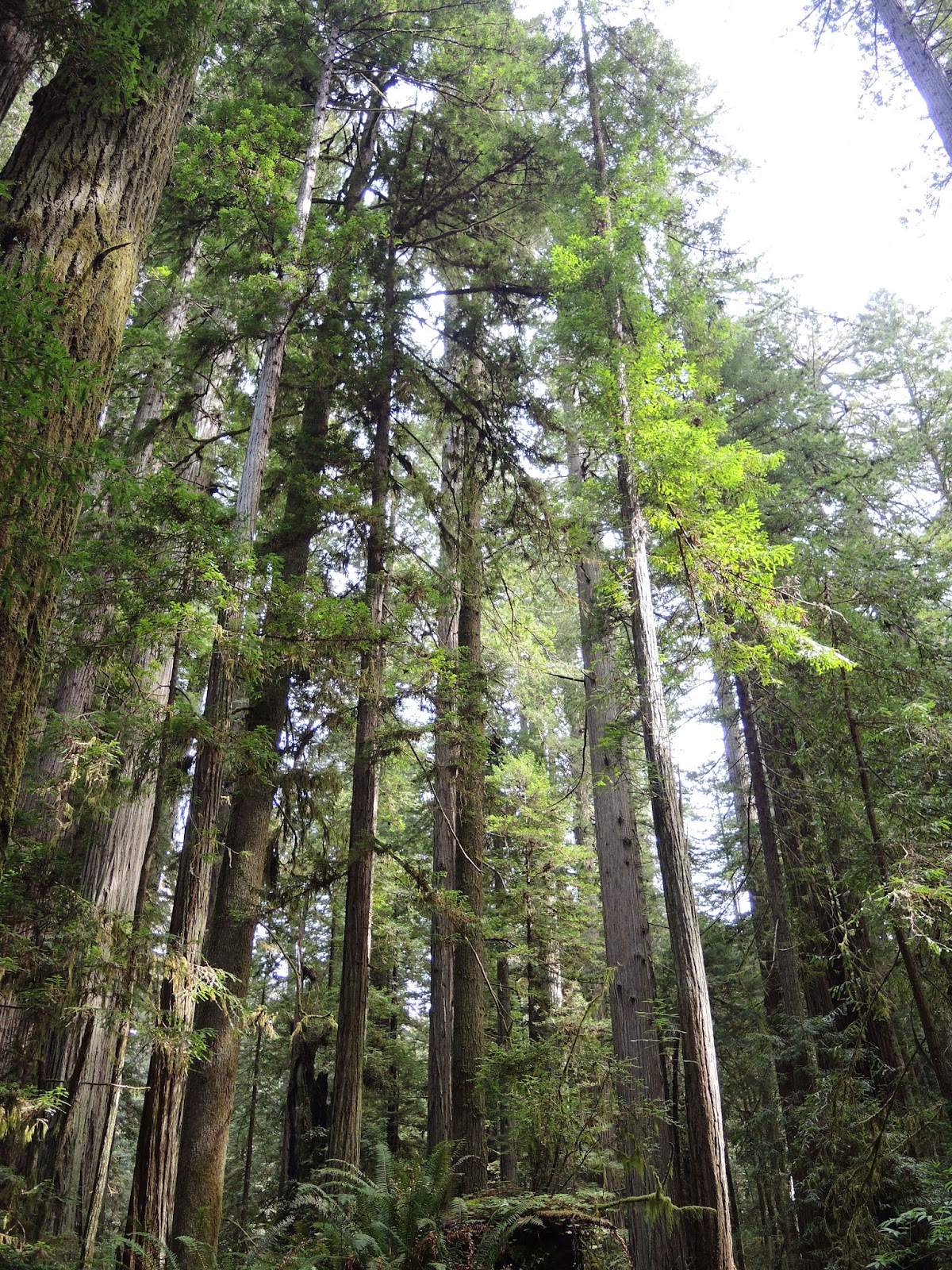 Redwood national park 5