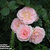 Roses - Nancy Steen garden and Laura Ashley