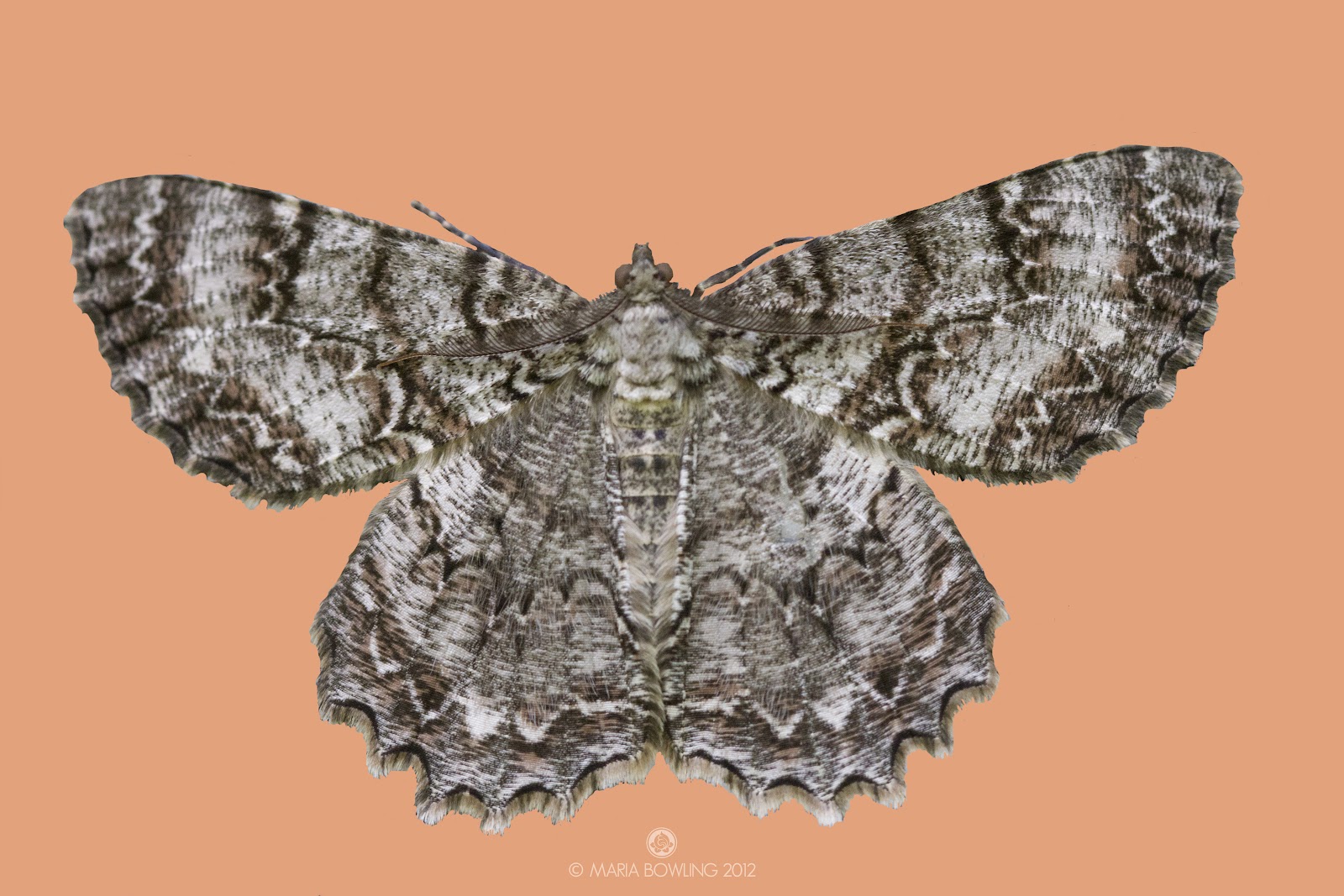 Pretty Medicine Moth Medicine and Transformation