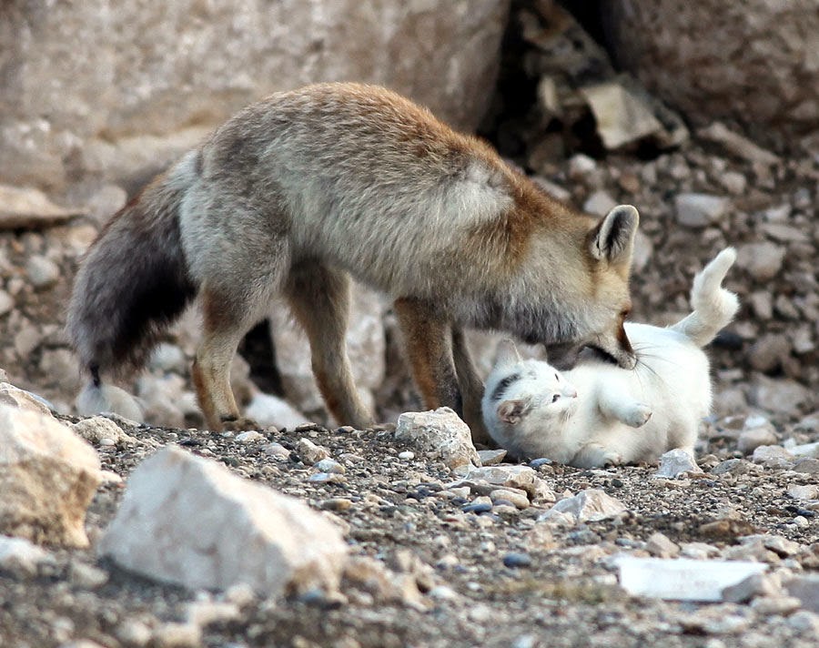 #2 Cat and a fox - Unusual Animal Friendships That Are Absolutely Adorable! #2 Cat and a fox - Unusual Animal Friendships That Are Absolutely Adorable!