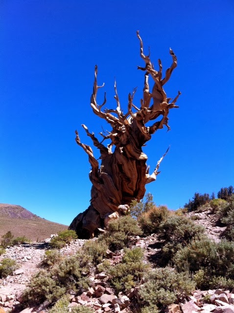 The Travelogue 世界最古の木 ブリッスルコーン パイン Bristlecone Pine