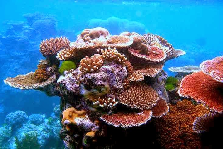 The  Great Barrier Reef - Sistem Terumbu Karang Terbesar Di Bumi