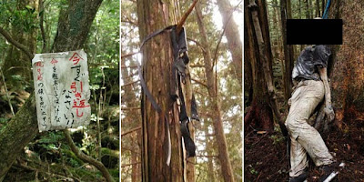 5 Hutan Paling Angker dan Misterius di Dunia