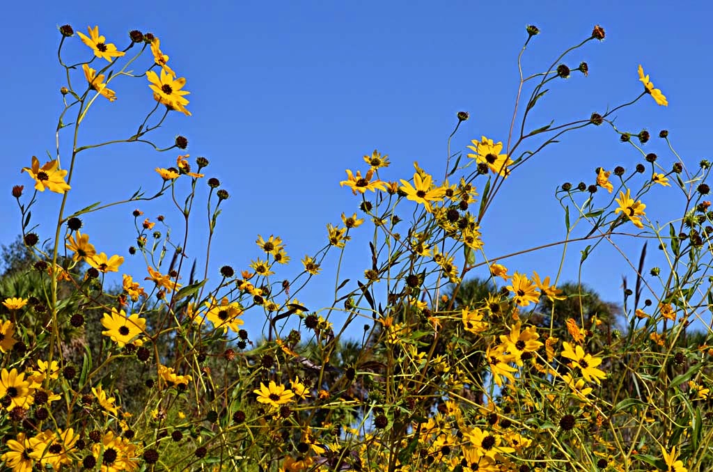Space Coast Wildflowers Tosohatchee WMA Southeastern Sunflowers
