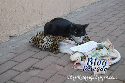 Kucing menjadi pengemis di Rusia