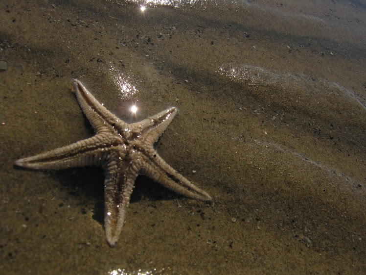 ho trovato una stella marina in pieno inverno a bibione......