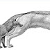 Πώς ήταν οι σκύλοι πριν εκατομμύρια χρόνια; Τι αποκαλύπτει νέα έρευνα...