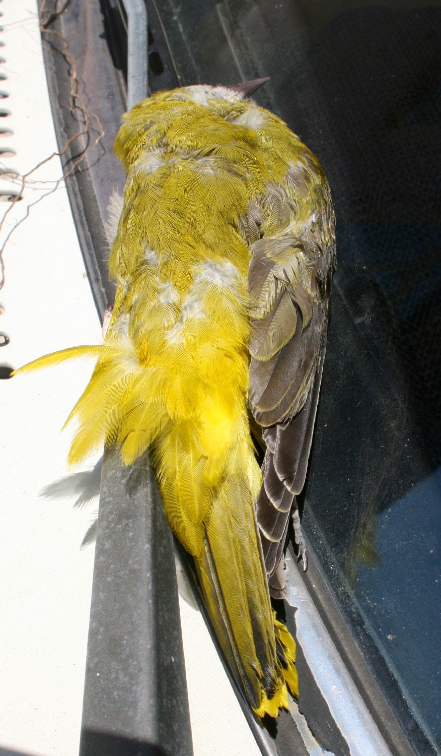 What bird is this? What bird is this?