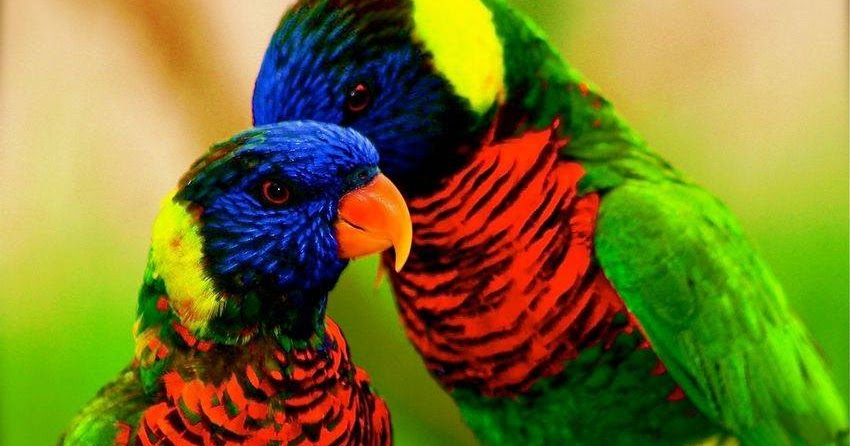 Amazing World & Fun: Beautiful Colorful Birds - Nature