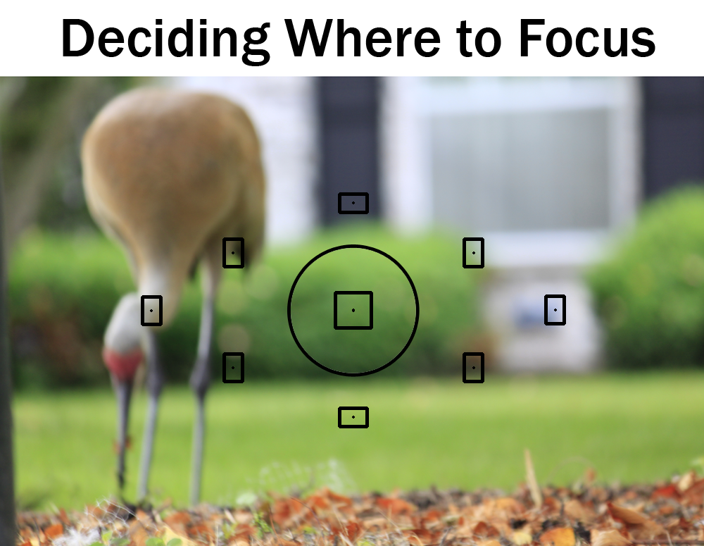 Deciding Where To Focus | Boost Your Photography