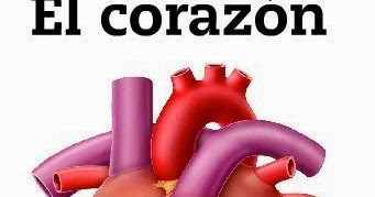 El estublog de 6ºB: El corazón