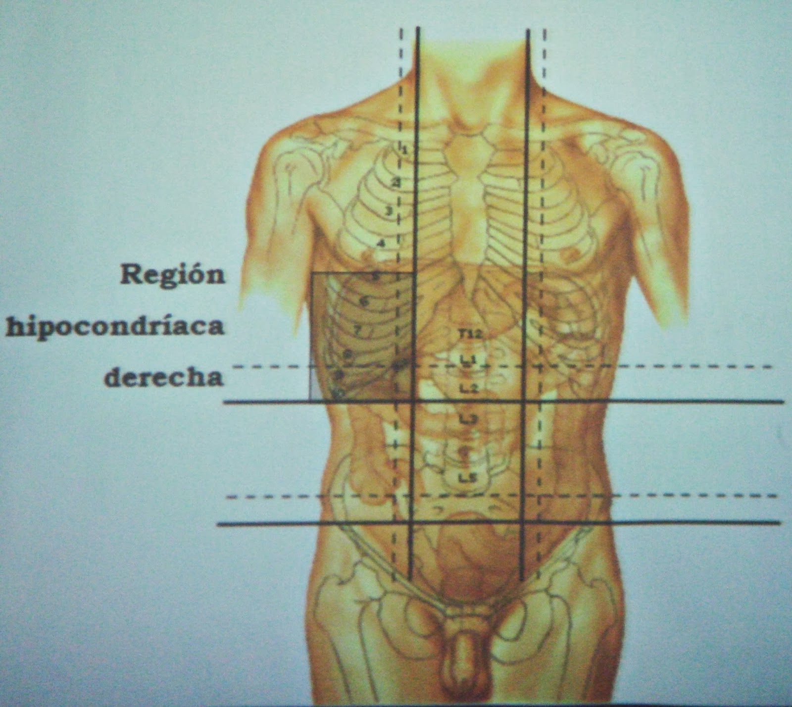 Paredes y músculos abdominales. Regiones del abdomen