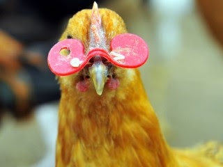 河南土雞 戴紅色塑膠眼鏡