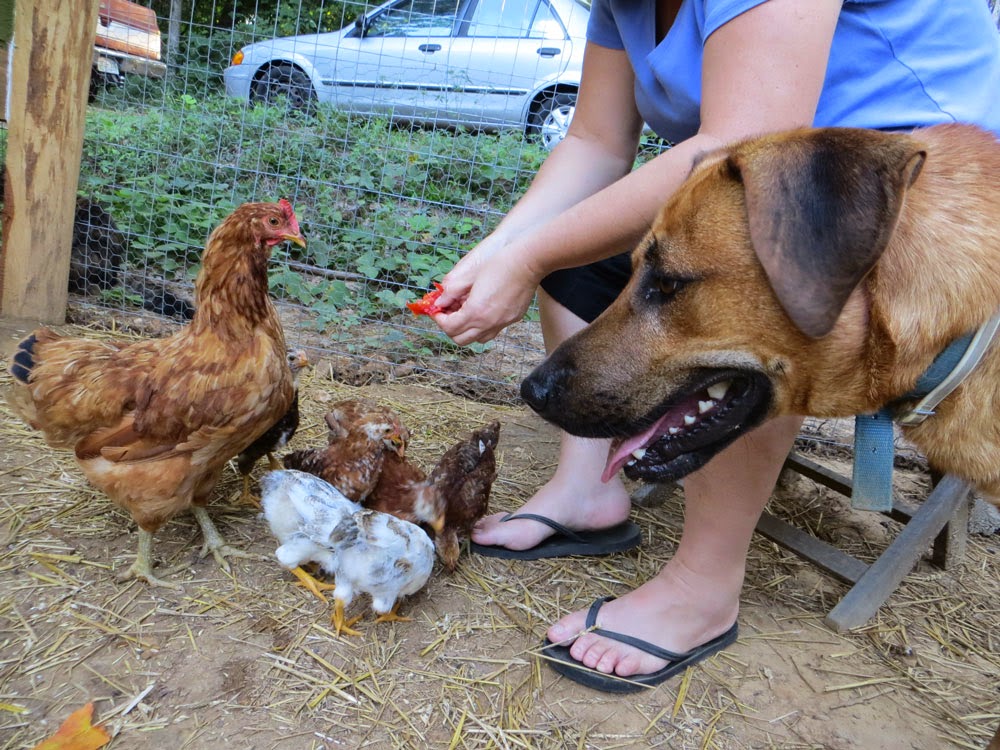 Can a Hunting Dog Peacefully Coexist With Cats and Chickens?