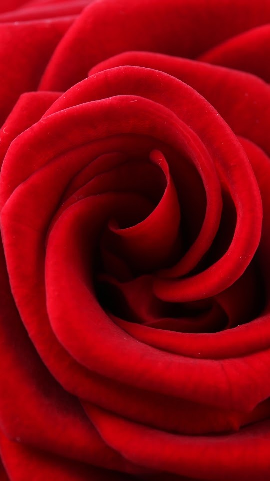 Rose Red Petals Android Best Wallpaper