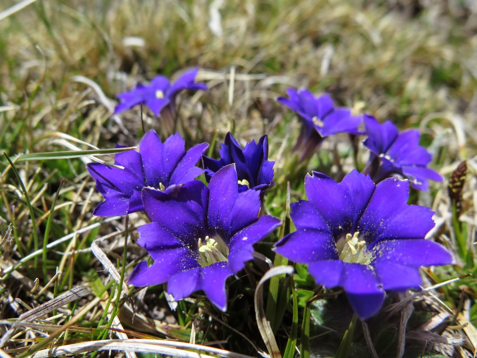 Sentir con Flores de Bach - Pilar Vidal Clavería: Con G de Gencianas