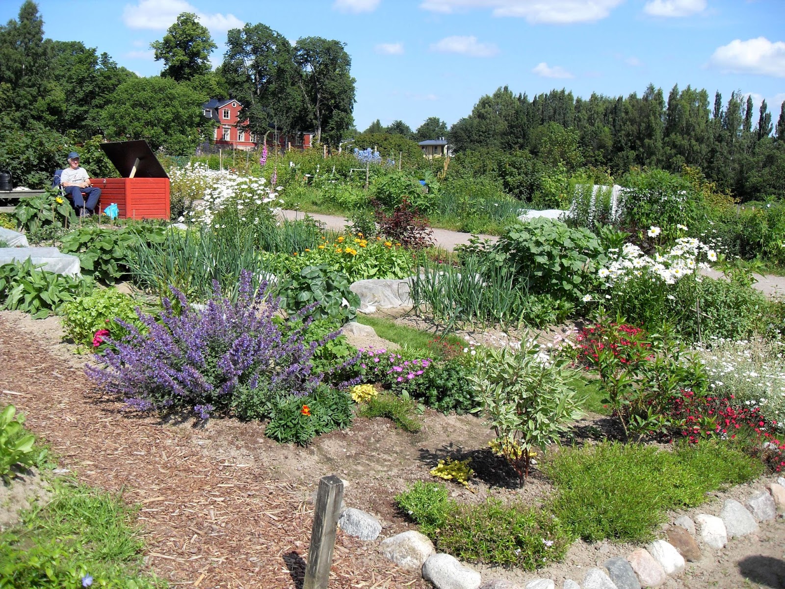 Scottish Artist and his Garden ALLOTMENTS IN FINLAND