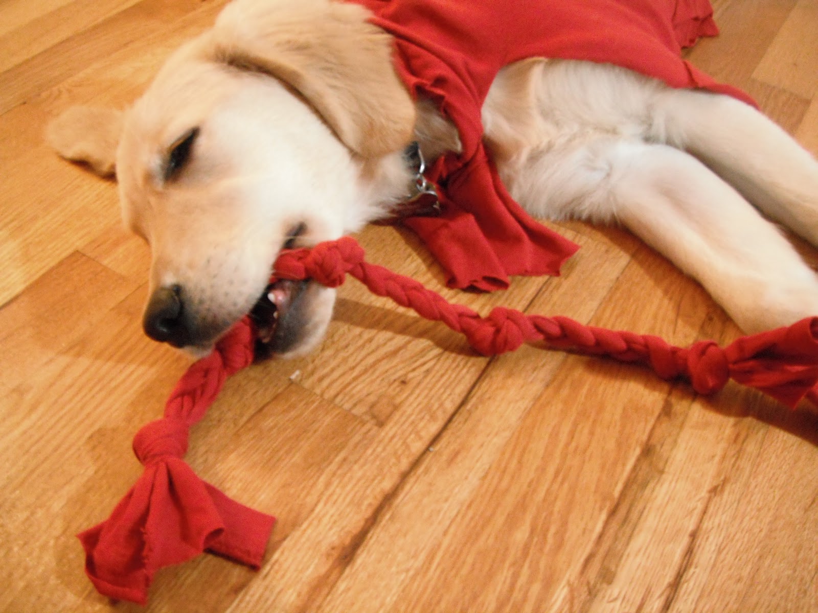 Rhinestone Beagle HTTC Puppy Super Cape