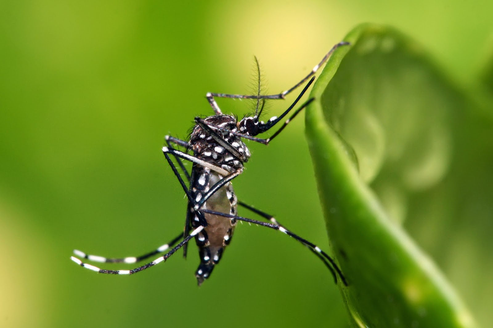 nyamuk aedes