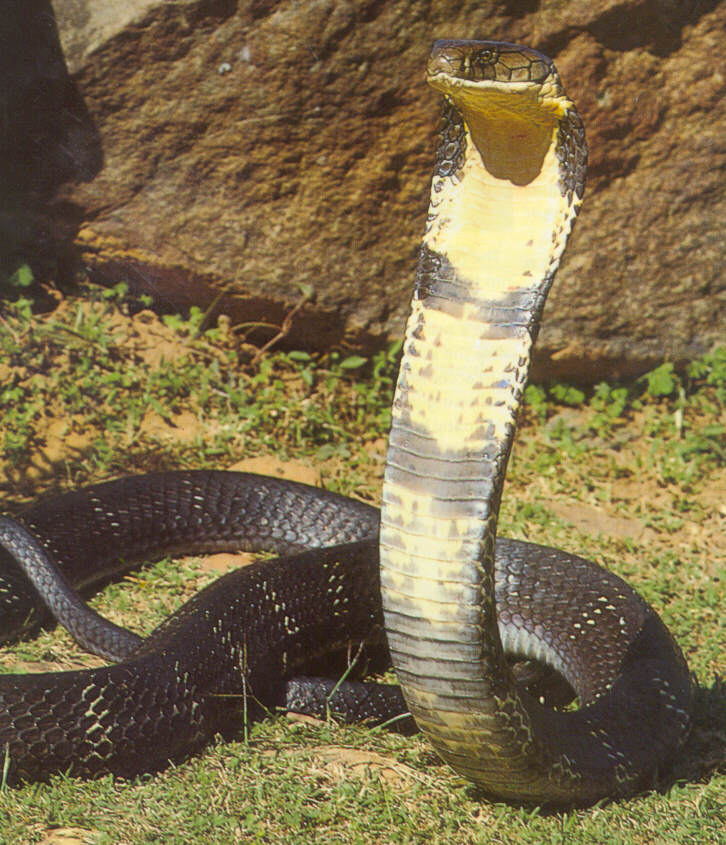 king cobra snake striking