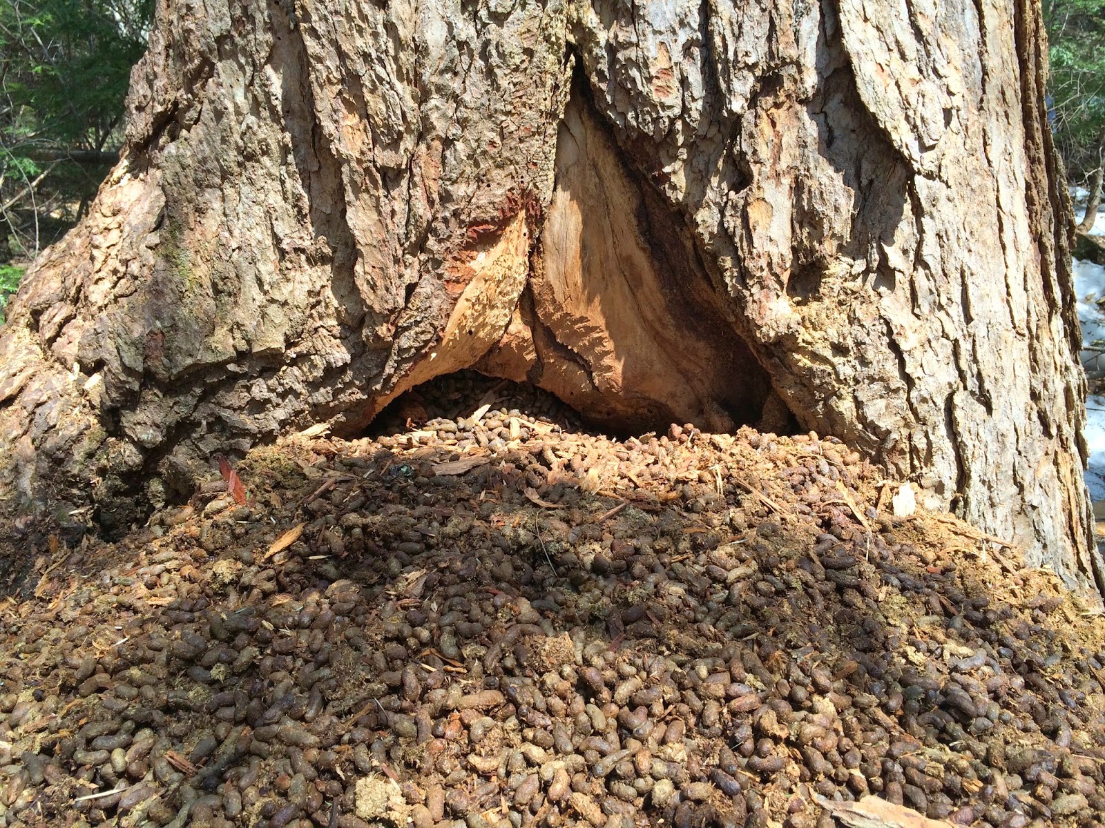 Spicebush Log: Porcupine Places and Parts Biology Diagrams