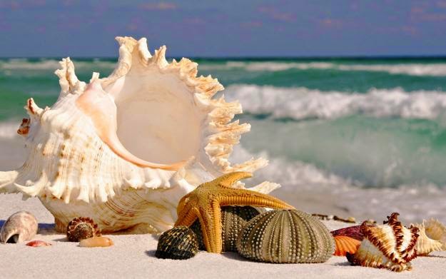 craft from seashell