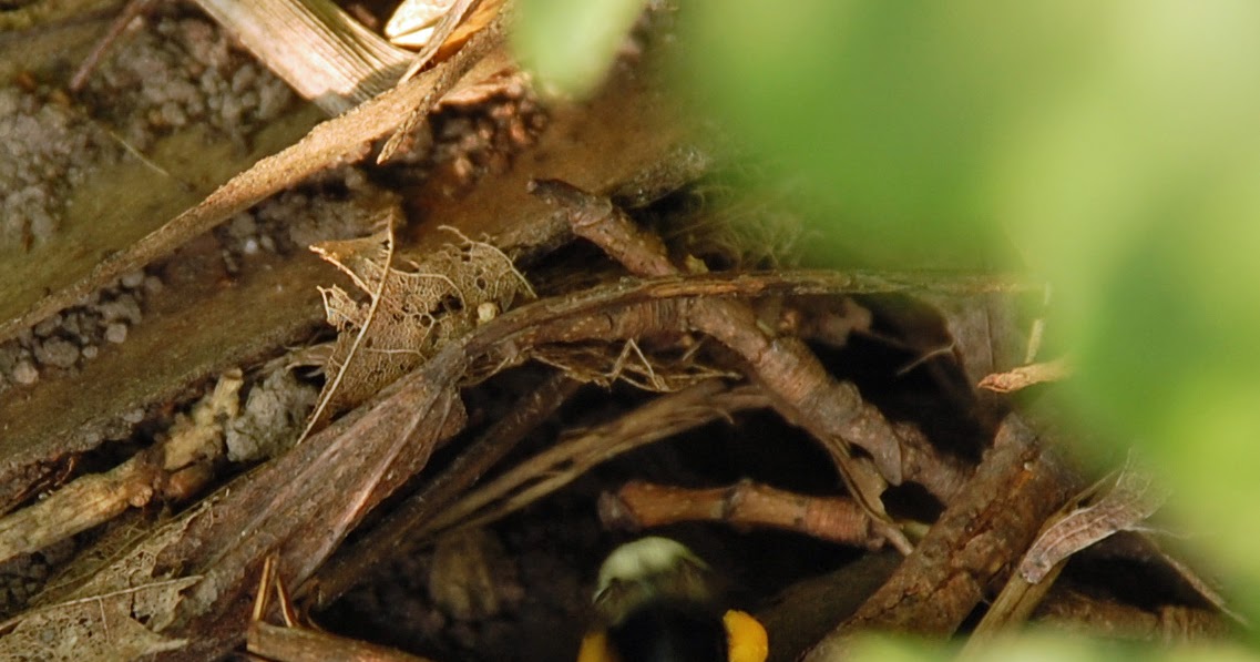 bumble bee nest bumble bee nest