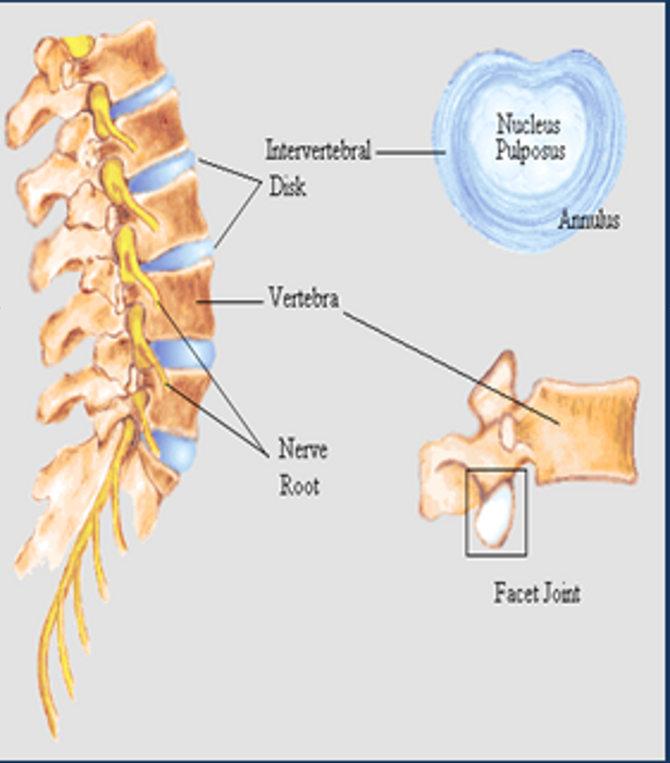Sound Chiropractic Center Seattle Chiropractor for facet pain
