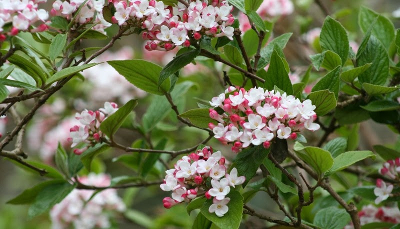 A Rose In The Garden Photo Of The Day Viburnum X Juddii