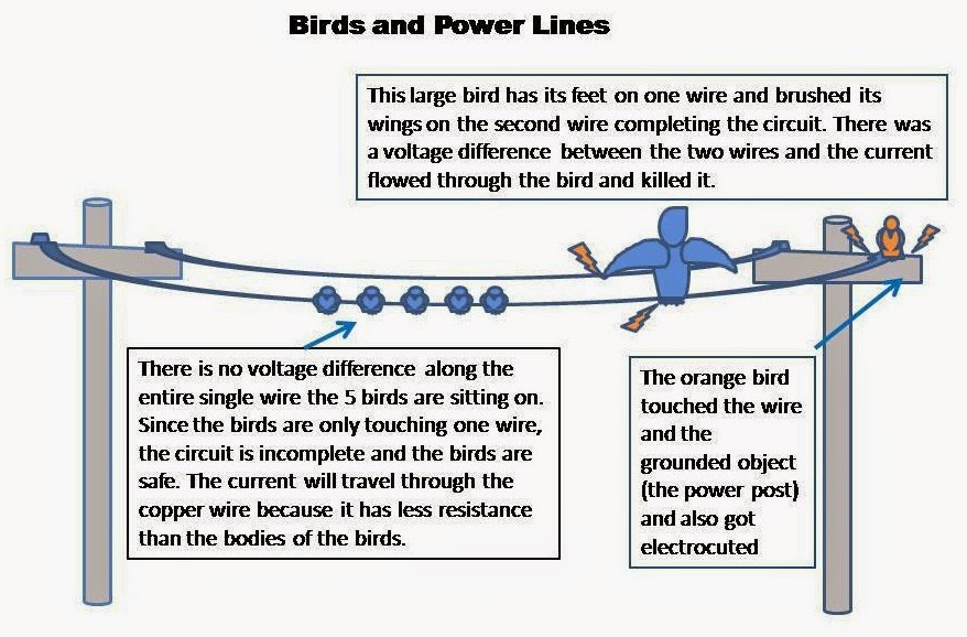 How do Birds Sit on HighVoltage Power Lines without getting Electrocuted?