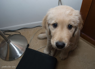 The puppy is sitting in the corner between a floor lamp and a cabinet. Mostly you can only see his head and his big black eyes.